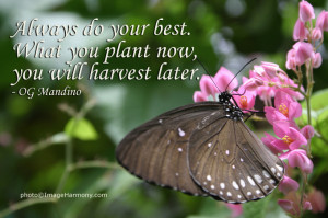What Plant Will You Always Do Your Best Now Harvest Later