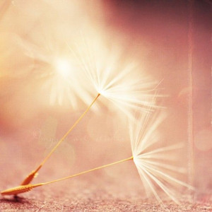 photography, dandelion seeds photograph, my wish for you, nature photo ...