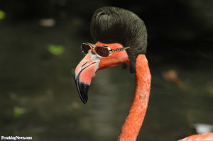 Direct image link: Elvis Flamingo