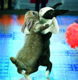 /pictures/funny-animal-pictures/funny-rabbit-pictures/bunnies-dancing ...