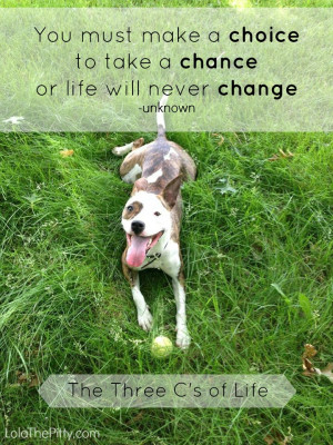 Ways to Advocate for Pit Bulls: October is Pit Bull Awareness Month