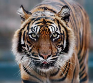 La tigre siberiana sta scomparendo a causa della caccia illegale