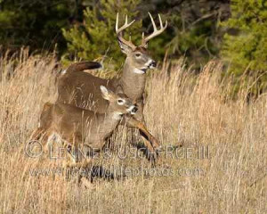 White-tailed-buck-and-doe-running-during-rutting-season.