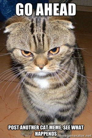 What's Your Favorite Grumpy Cat Meme?