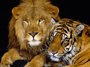 Animals Lion and Tiger