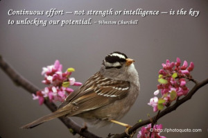 Bird quotes sayings, bird quotes and sayings