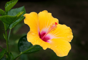 Hawaiian hibiscus picture