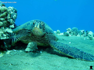 Hawaii Green Sea Turtles