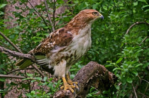 Red Tailed Hawk when searching Absher