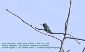 quote: Hummingbirds Quotes, Hummingbird Quotes, Books Quotes ...