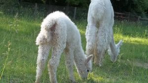 Flore Monkey see Monkey do by PicturePerfect96