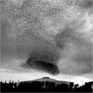 thousand starlings.