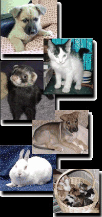 meow massages the heart.