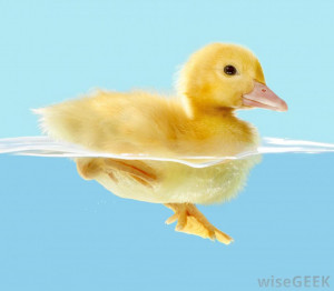 buoyancy allows a duckling to float in water