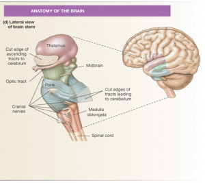 Long Description The Brain...