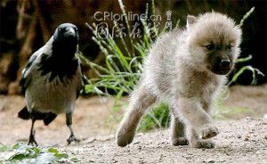 在德国柏林动物园，一只小狼崽看到大乌鸦后居然 ...