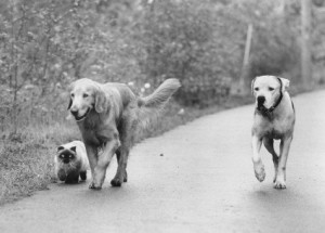 Homeward Bound II: Lost in San Francisco (1996)