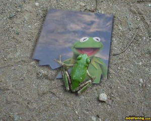Even Frogs Love Kermit The Frog Humor Funny Pictures Add