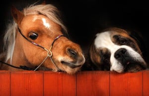 miniature horse looks over a stable door along with Elsa the St ...