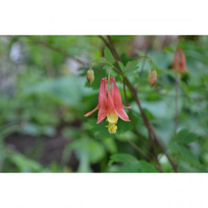 Pinned by Heidi Schmidt-Cottini