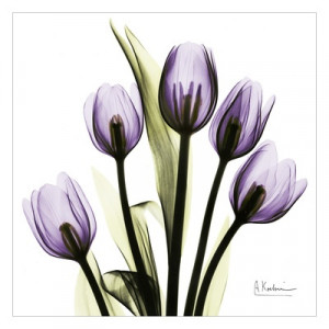 Tulip in Purple by Albert Koetsier via art.com