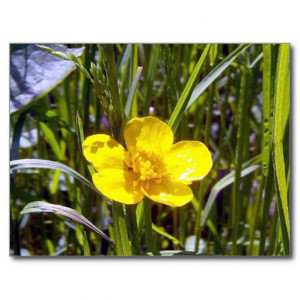 Cheer Up Buttercup Meme Picture