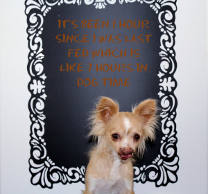 Toothless dog posing with a quote 