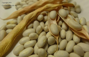 Haudenosaunee Beans
