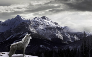 Wolf Watching Fog Covered Snowy Mountains HD Wallpaper