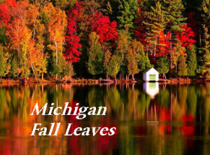 Best Fall Leaves Thumb