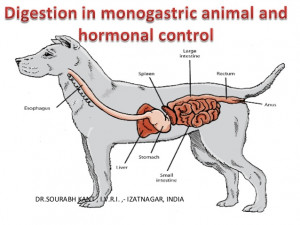 Digestion in monogastric animal and hormonal control