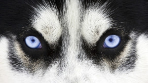 view original image )