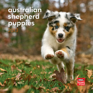 Australian Shepherd Puppies 2013 Mini Wall Calendars BUY NOW