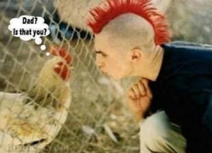 funny chicken pictures funny chicken quotes funny cow pictures funny