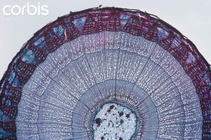 Year Old Tilia Stem Cross Section