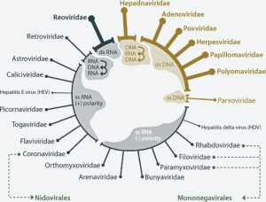 Human+taxonomy+classification