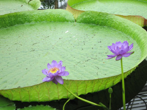 ... of the size of the lily pads until you see a person next to them