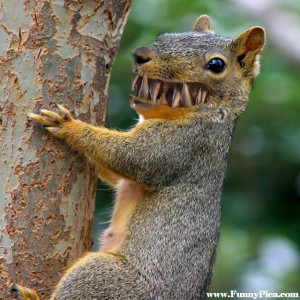Funny Squirrels – Funny Squirrel Picture 81 (FunnyPica.com)