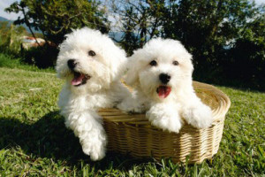 maltese-dogs.jpg