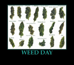 Celebrating 420 or 4:20 or 4/20 National Weed Day Quotes and Jokes