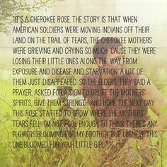 Cherokee Rose~The Trail Of Tears More