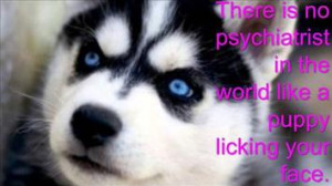 Siberian Husky Dogs with Quotes