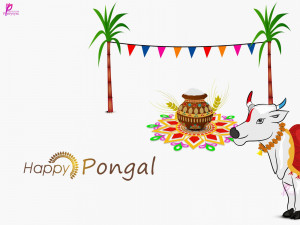 Beautiful Picture of Pongal Festival Harvest Celebration Happy Pongal ...