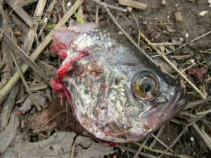 Meat hogged crappie head:
