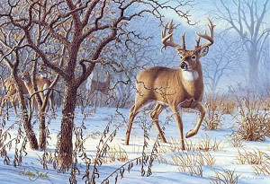 Winter Sunrise Animals Deer Desktop Wallpaper Download picture