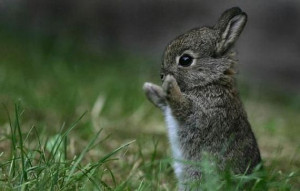 Tags: bunny , Cute , hug , looks like