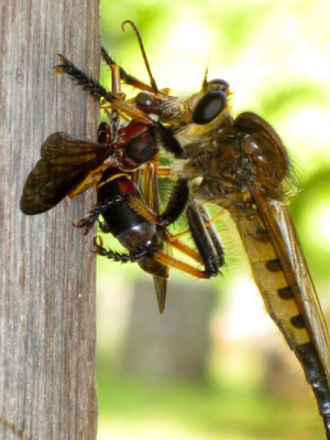 Red Wasp Flying Dines on paper wasp