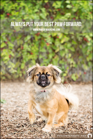 AS DOGS WOULD SAY: DOG QUOTE 19 | Pawsh MAGAZINE & STUDIO