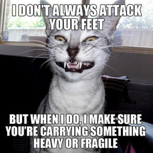Don't Always Attack Your Feet - Cat humor