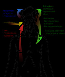 Simplified overview of the chemical basis of love.